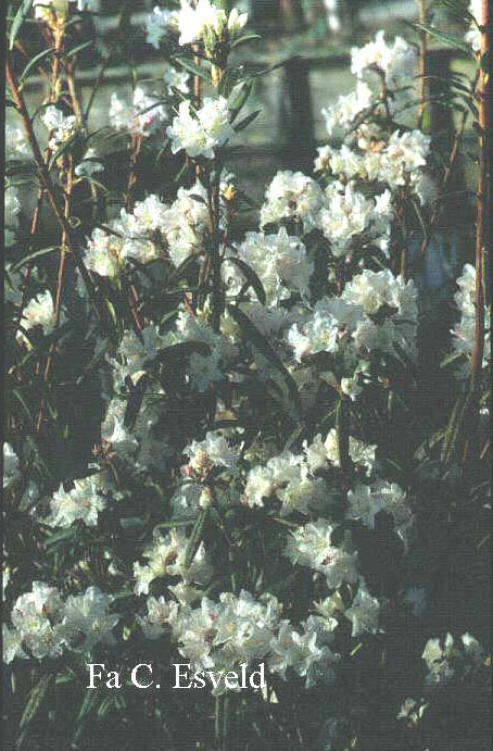 Rhododendron 'Hockessin' (5941)