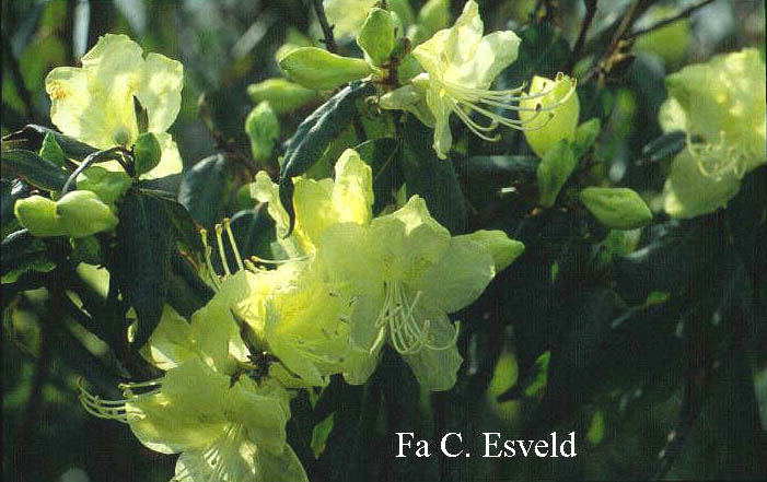 Rhododendron lutescens 'Bagshot Sands'