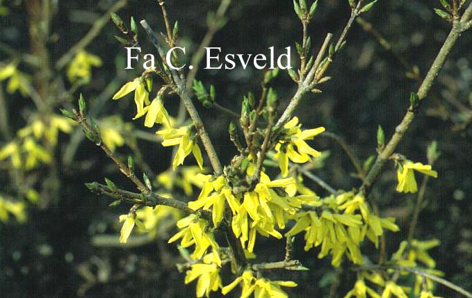 Forsythia europaea