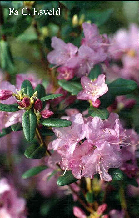 Rhododendron 'Conewago'