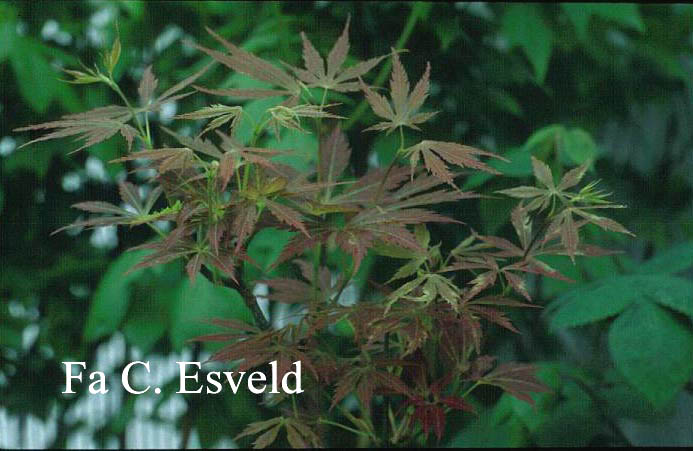 Acer palmatum 'St. Jean'