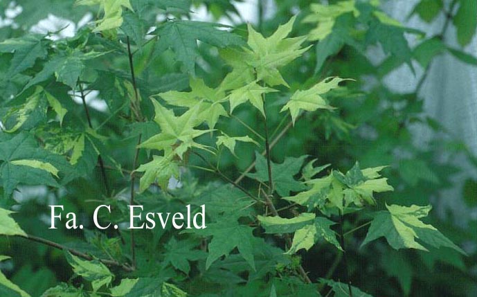 Acer pictum