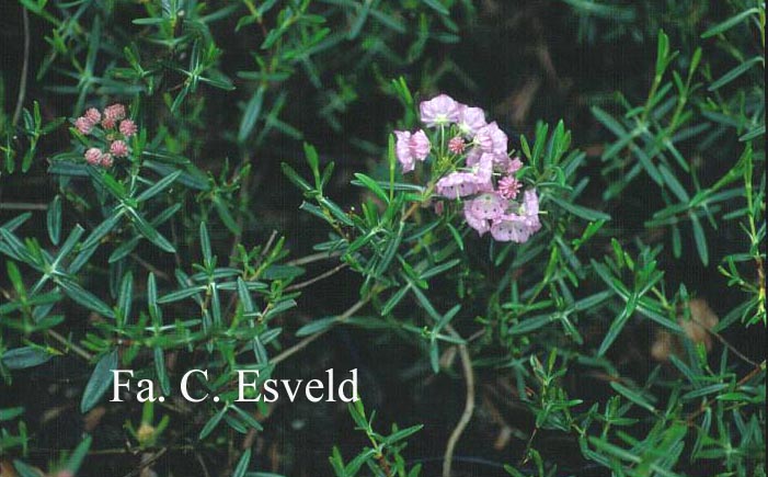 Kalmia polifolia