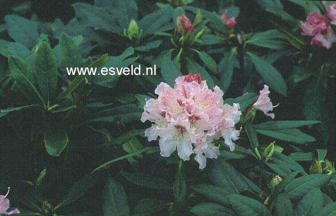 Rhododendron caucasicum 'Pictum'