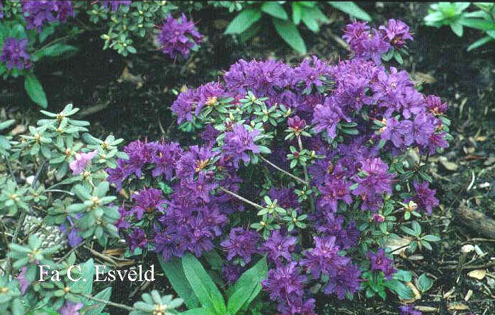 Rhododendron 'Saint Merryn'