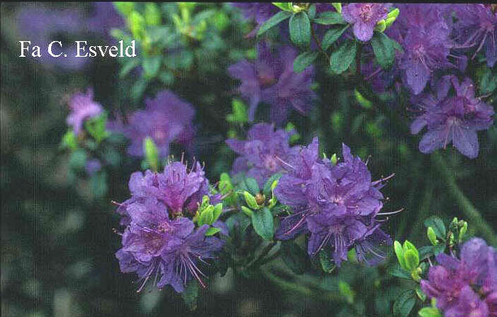 Rhododendron 'St. Minver'