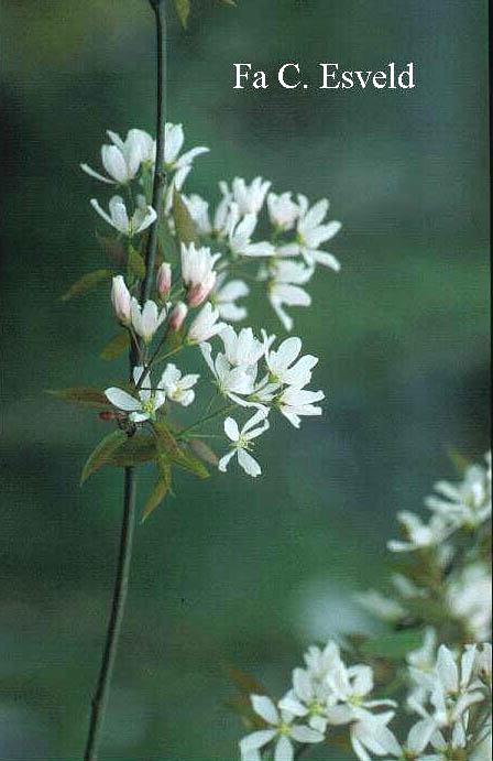 Amelanchier 'Ballerina'