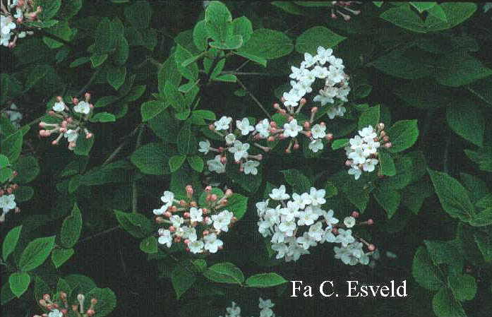 Viburnum carlesii 'Juddii'