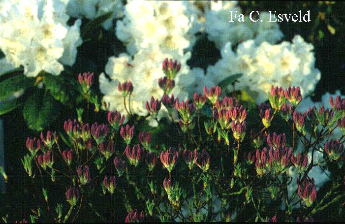 Rhododendron 'Fraseri'