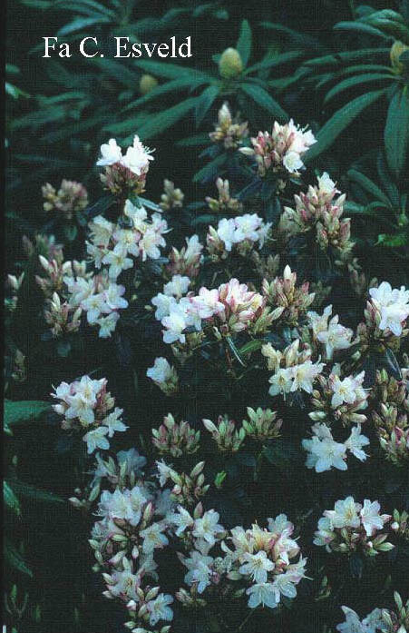 Rhododendron 'Christa Reich'