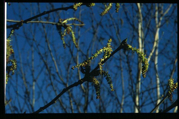 Populus lasiocarpa var. tibetica