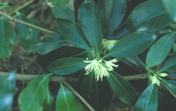 Illicium anisatum