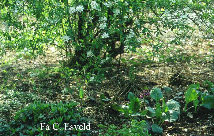 Exochorda racemosa