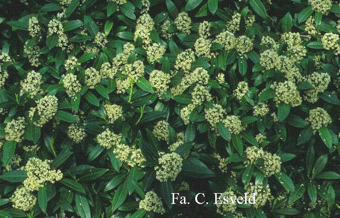 Skimmia confusa 'Kew Green'