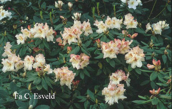 Rhododendron 'Mrs. Betty Robertson'