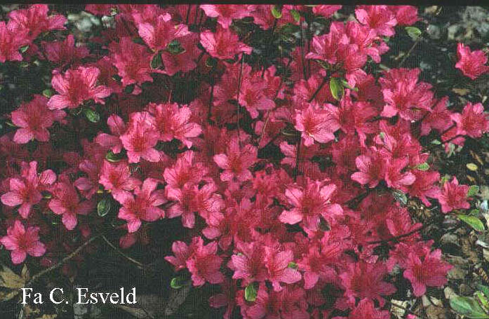 Azalea 'Favorite'