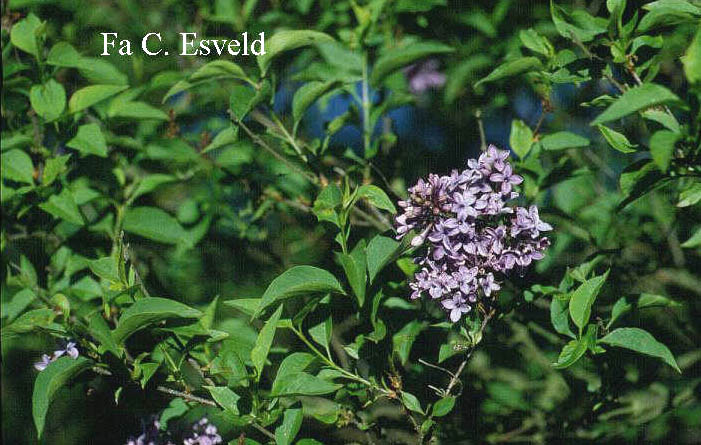 Syringa chinensis 'Saugeana'