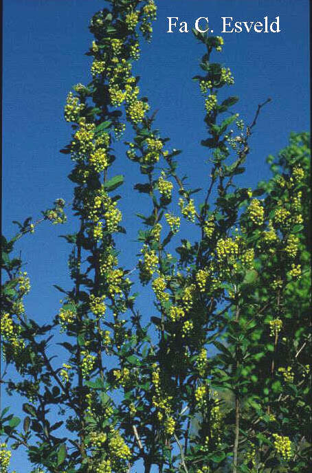 Berberis koreana