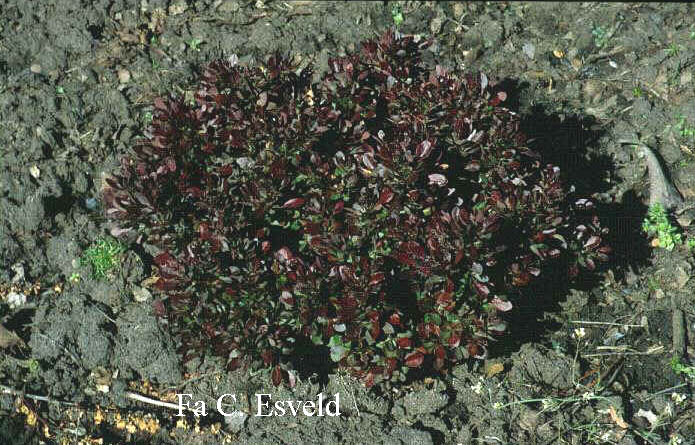 Berberis thunbergii 'Bagatelle'