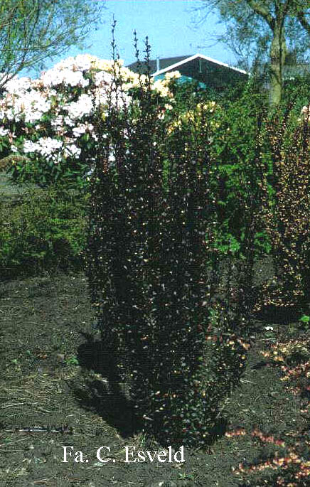 Berberis thunbergii 'Helmond Pillar'