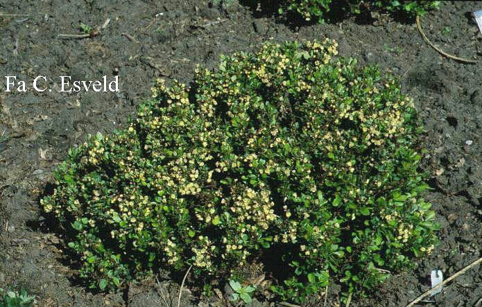 Berberis thunbergii 'Kobold'