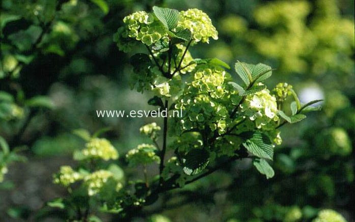 Viburnum plicatum 'Rotundifolium'