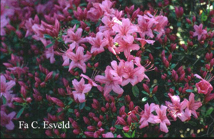 Azalea 'Victorine Hefting'