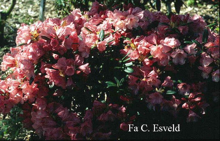 Rhododendron 'Cup Cake'