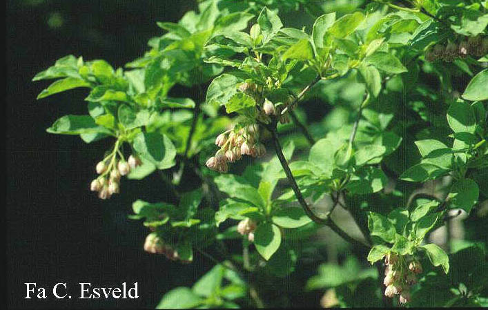 Enkianthus campanulatus 'Venus'