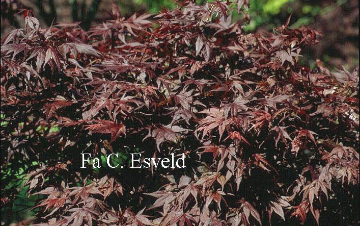 Acer palmatum 'Fireglow'