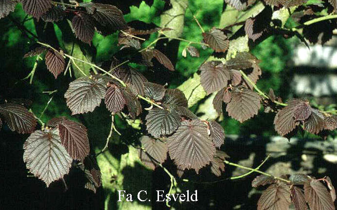 Corylus maxima 'Roter Zellernuss'