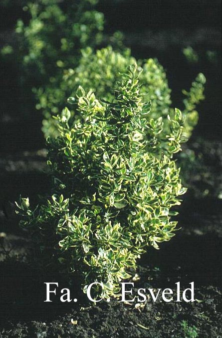 Euonymus fortunei 'Variegatus'