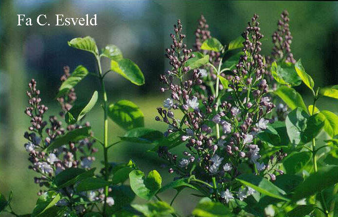 Syringa vulgaris 'Mme Antoine Buechner'