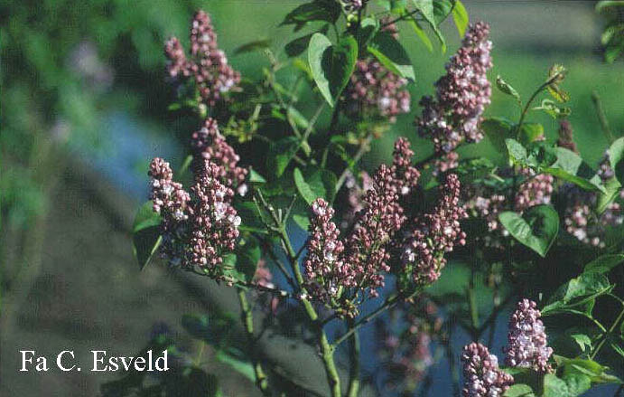 Syringa vulgaris 'Belle de Nancy'