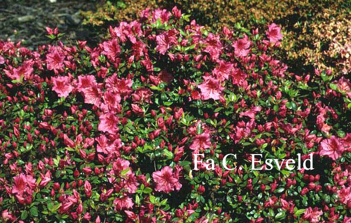 Azalea 'Vuyk's Rosyred'