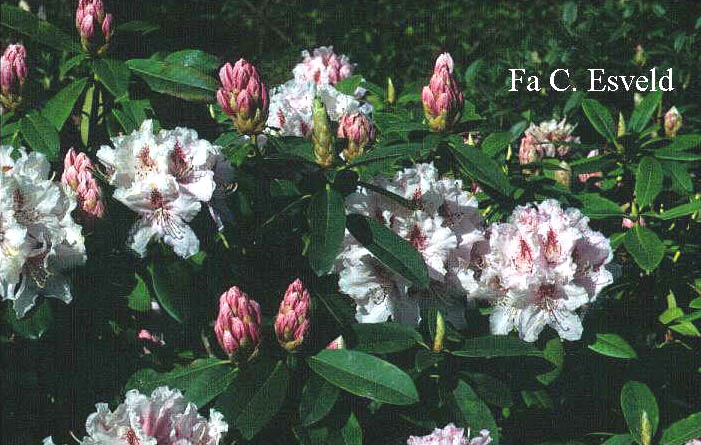 Rhododendron 'Albert Schweitzer'