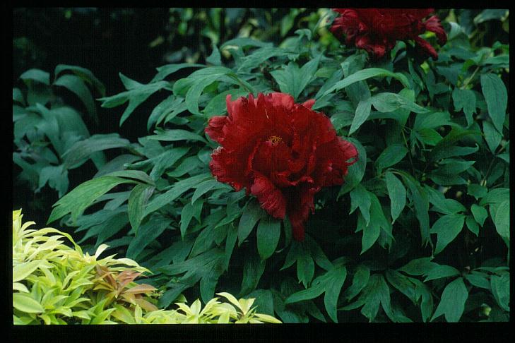 Paeonia suffruticosa 'Houki'