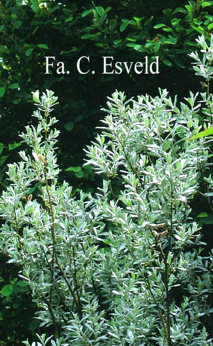 Salix helvetica