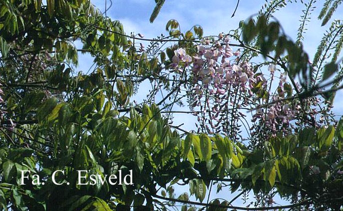 Wisteria floribunda 'Honbeni' (PinkIce/Rosea)