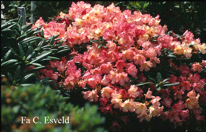 Rhododendron 'Bambi'