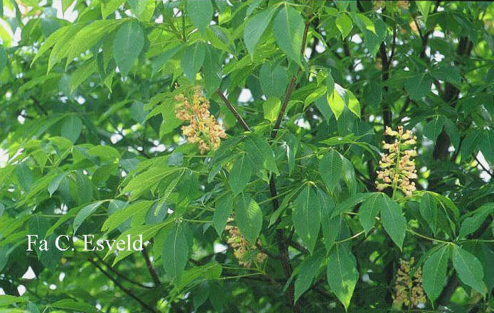 Aesculus flava