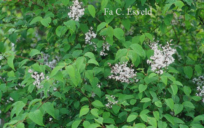 Syringa patula