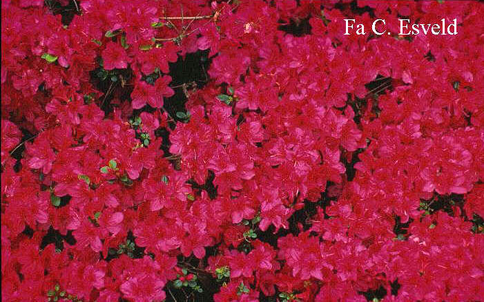 Azalea 'Gabriele'