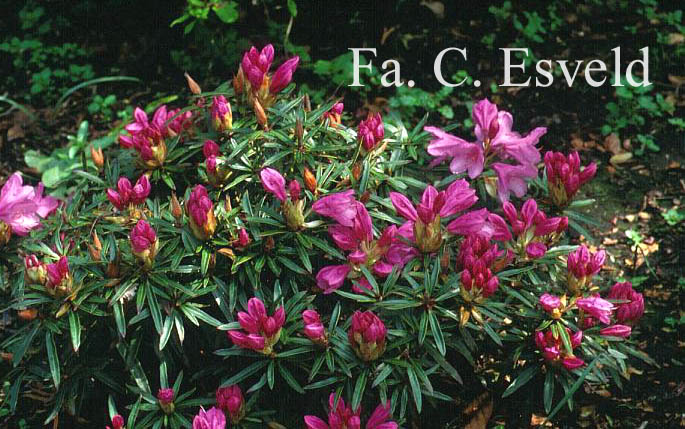 Rhododendron ponticum 'Graziella'