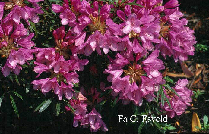 Rhododendron ponticum 'Graziella'