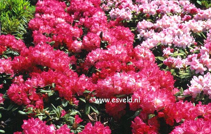 Rhododendron 'Morgenrot'