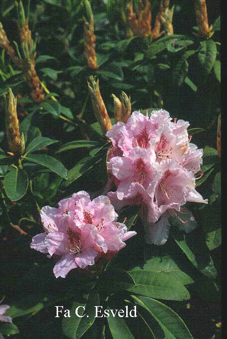 Rhododendron 'Peggy Bannier'