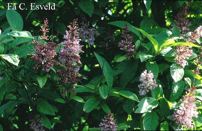 Syringa 'James McFarlane'