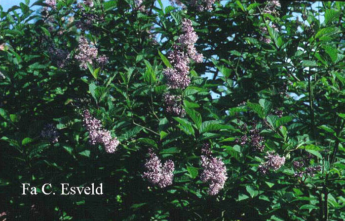 Syringa 'Nocturne'