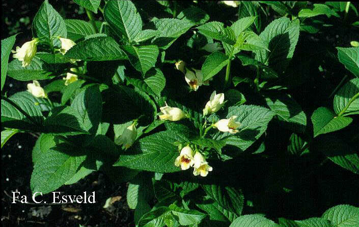 Weigela middendorffiana